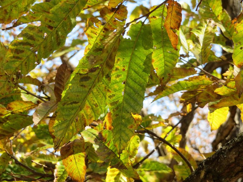 Castanea crenata, photographed by Marco Mussita