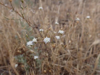 Podolepis capillaris, photographed by Nina Kerr