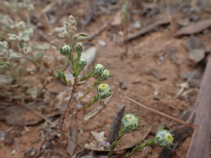 Eriochlamys behrii, photographed by Nina Kerr