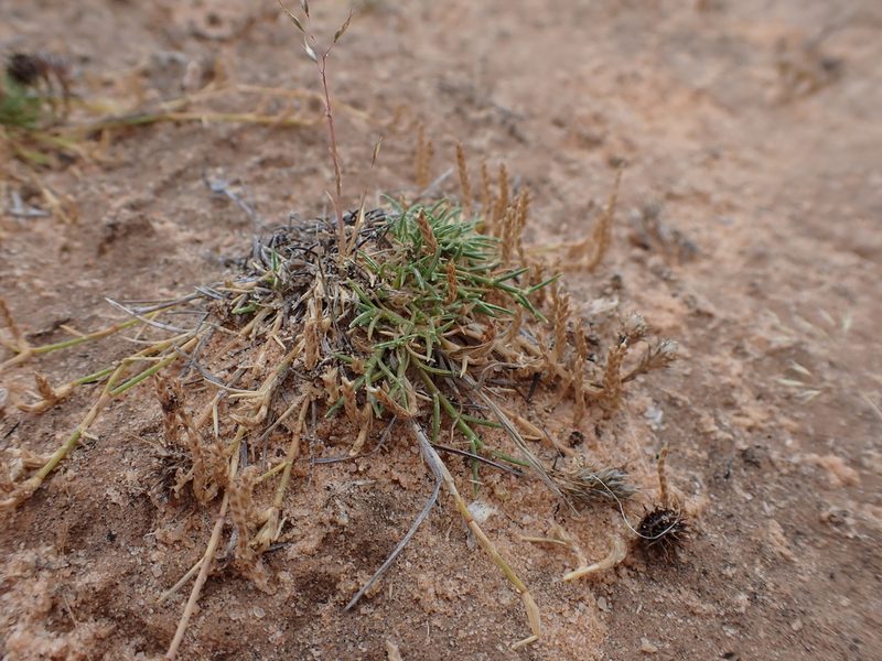 Eragrostis dielsii, photographed by Nina Kerr