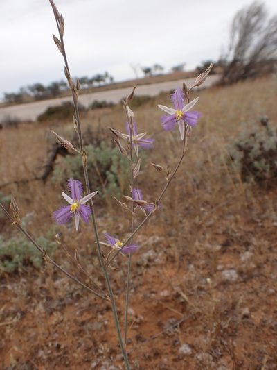 Thysanotus baueri, photographed by Nina Kerr