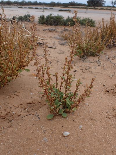 Lawrencia glomerata, photographed by Nina Kerr