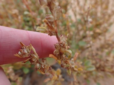 Lawrencia glomerata, photographed by Nina Kerr