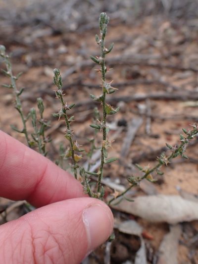 Sclerolaena parviflora, photographed by Nina Kerr
