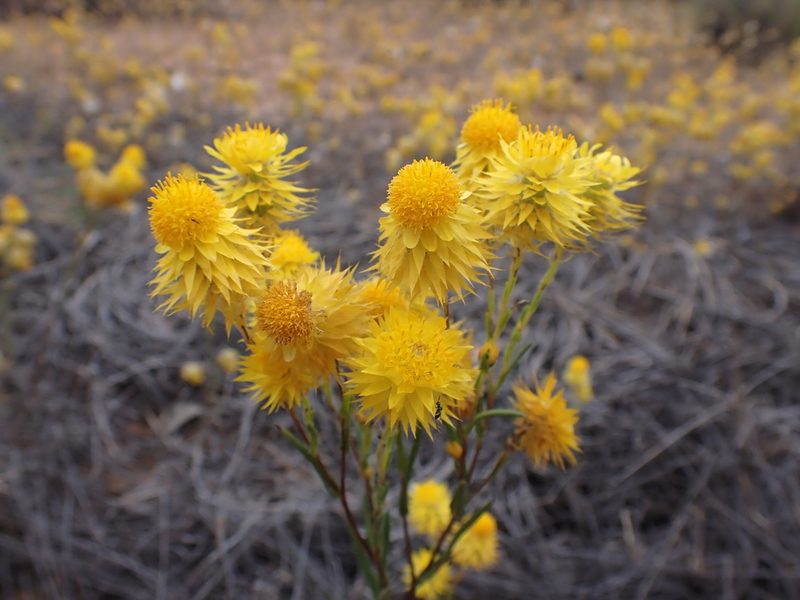 Waitzia acuminata, photographed by Nina Kerr