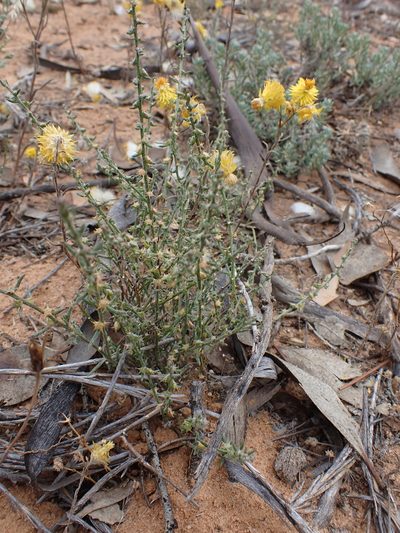 Sclerolaena parviflora, photographed by Nina Kerr