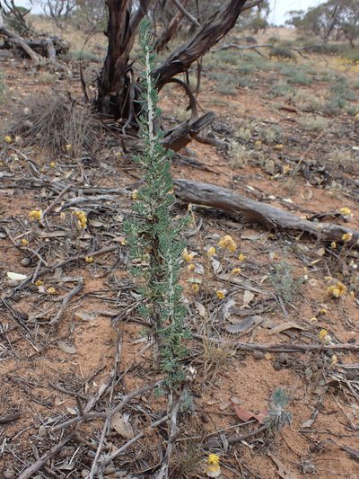 Maireana pentatropis, photographed by Nina Kerr