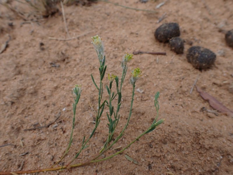 Pimelea trichostachya, photographed by Nina Kerr
