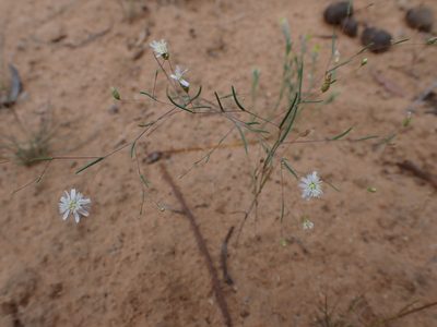 Podolepis capillaris, photographed by Nina Kerr