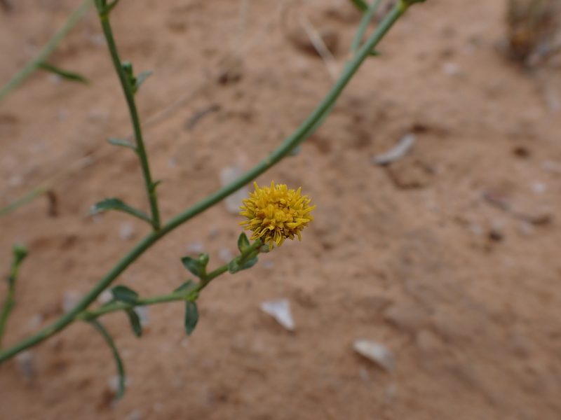 Calotis erinacea, photographed by Nina Kerr