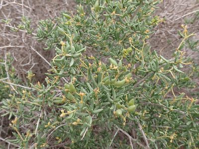 Nitraria billardierei, photographed by Nina Kerr