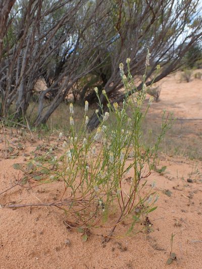Pimelea trichostachya, photographed by Nina Kerr