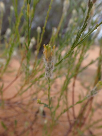 Pimelea trichostachya, photographed by Nina Kerr