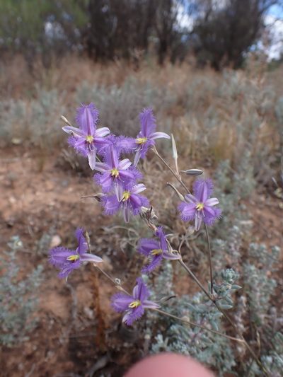 Thysanotus baueri, photographed by Nina Kerr