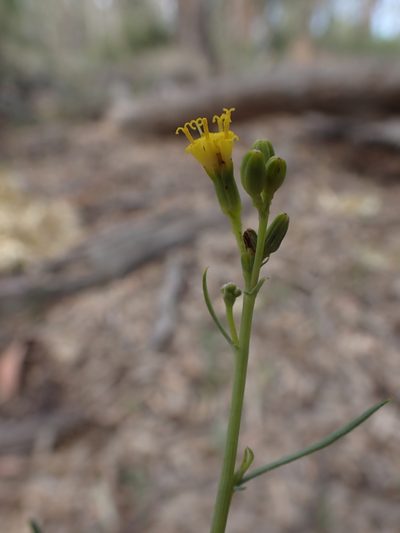 Senecio cunninghamii, photographed by Nina Kerr