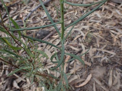 Senecio cunninghamii, photographed by Nina Kerr