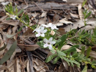 Myoporum parvifolium, photographed by Nina Kerr