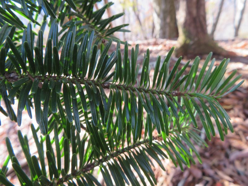 Abies homolepis, photographed by Marco Mussita