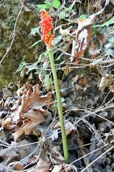 Arum concinnatum, photographed by Petr Harant