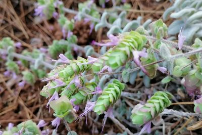 Origanum dictamnus, photographed by Petr Harant