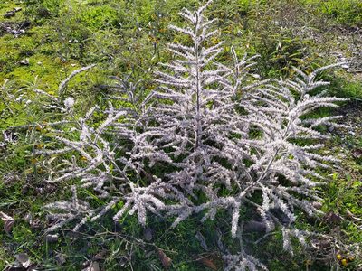 Echium italicum, photographed by Vasileia Sef