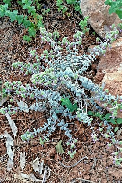 Origanum dictamnus, photographed by Petr Harant