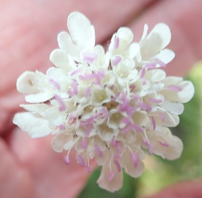 Scabiosa columbaria, photographed by Peter Warren