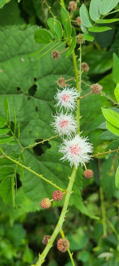 Mimosa casta, photographed by ritirene
