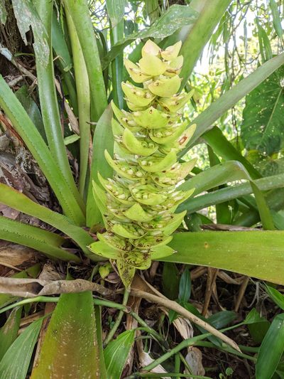 Aechmea hoppii, photographed by Kristof Zyskowski