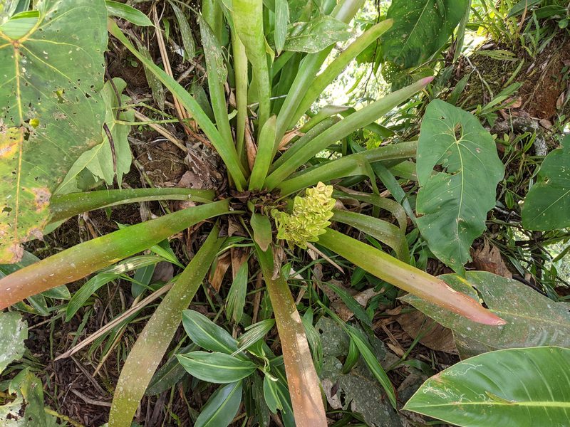 Aechmea hoppii, photographed by Kristof Zyskowski