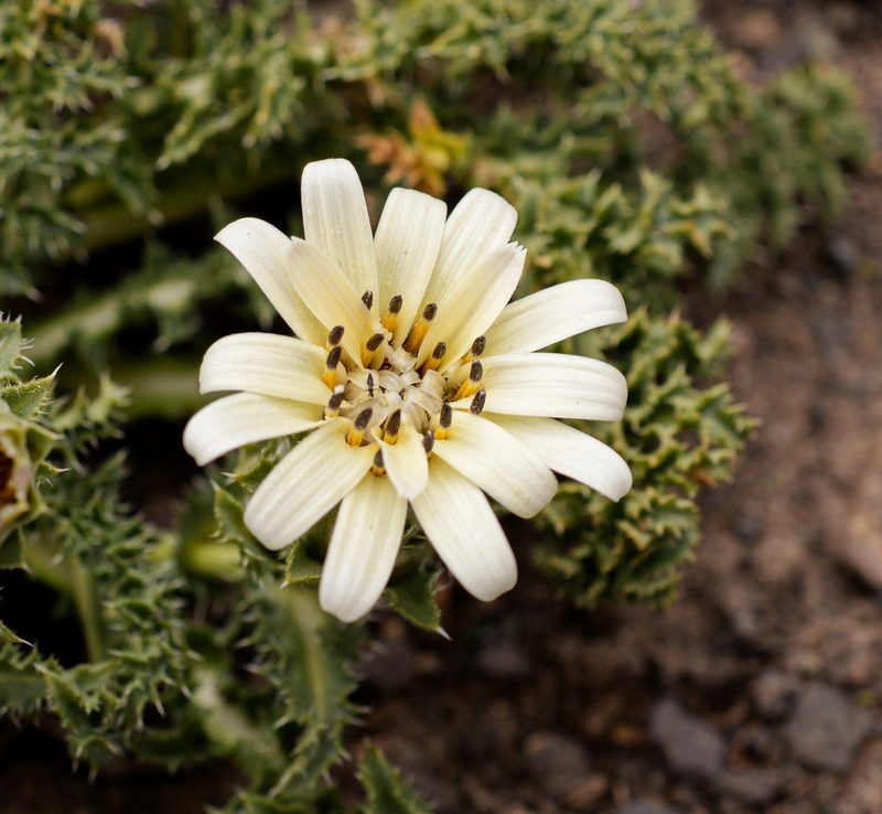 Perezia carthamoides, photographed by Nicolás Villaseca Merino