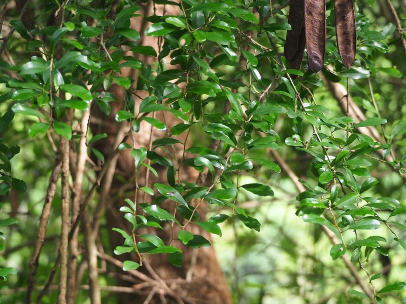 Scolopia oldhamii, photographed by 葉子