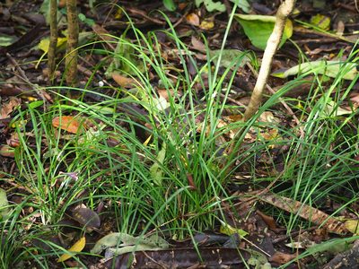 Ophiopogon intermedius, photographed by 葉子