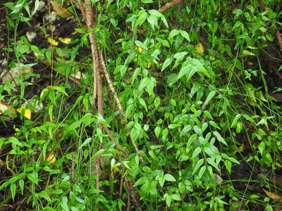 Jasminum nervosum, photographed by 葉子