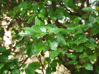 Antidesma montanum