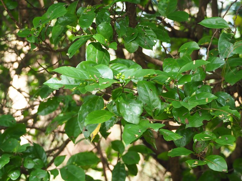 Antidesma montanum, photographed by 葉子