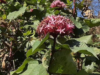 Clerodendrum bungei, photographed by Katharine Khamhaengwong