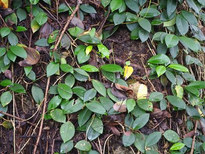 Hoya carnosa, photographed by 葉子