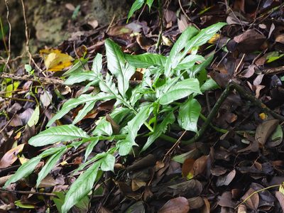 Amorphophallus henryi, photographed by 葉子
