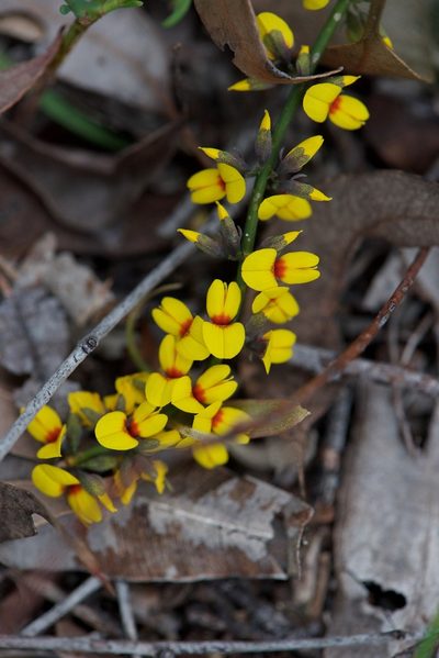 Sphaerolobium medium, photographed by Ruth Clark