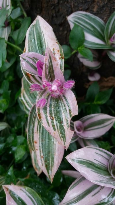 Tradescantia cerinthoides, photographed by Juan Carlos Caicedo Hernández