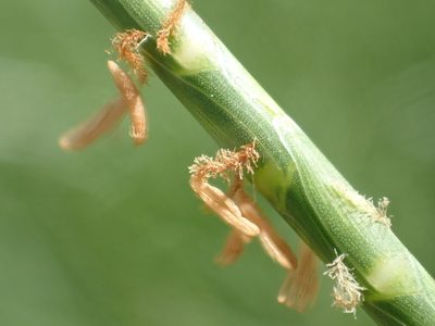 Hemarthria compressa, photographed by 葉子