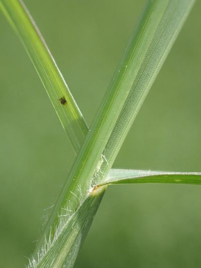 Hemarthria compressa, photographed by 葉子