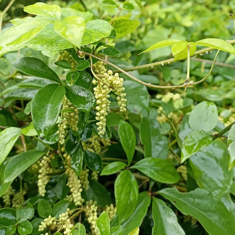 Dioscorea pentaphylla, photographed by Paulmathi Vinod