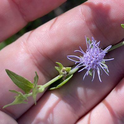Chromolaena sagittata, photographed by Bill Levine