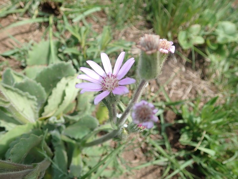 Senecio speciosus, photographed by Peter Warren