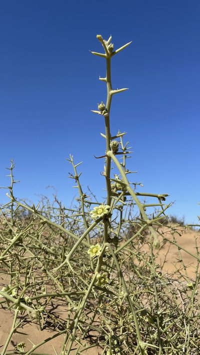 Acanthosicyos horridus, photographed by Deon van Eeden