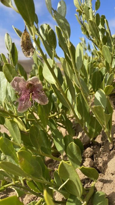 Capparis hereroensis, photographed by Deon van Eeden