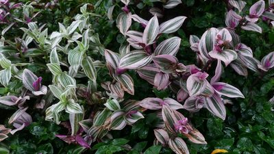 Tradescantia cerinthoides, photographed by Juan Carlos Caicedo Hernández