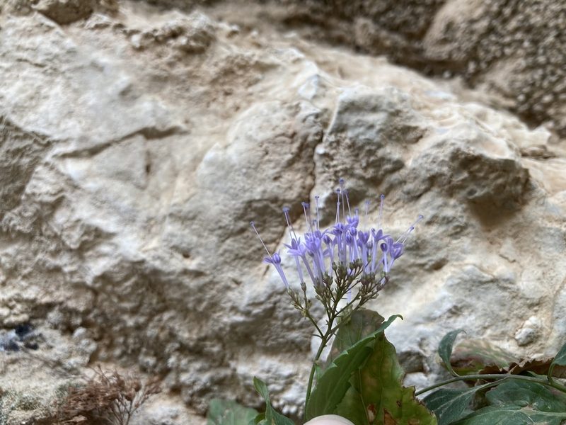 Trachelium caeruleum, photographed by Marc Riera